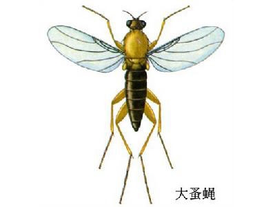 济南天敌消杀之蝇的防治